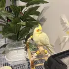 فرخ كروان كوكتيل لاتينو