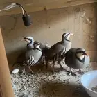 ذكور حجل شنير