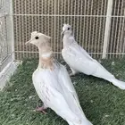 جوزياكريم اقرزل