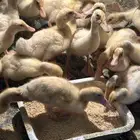 صيصان بط بكيني