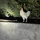 ديك فرنسي كفوا أذان صحة كل حاجة فيه كفوا