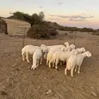 طليان عمار 5 اشهر سمان ونظيفه عدد 12