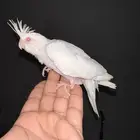 فرخ كروان البينو