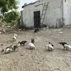 بط بلدي