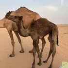 قعود عمره خمس شهور