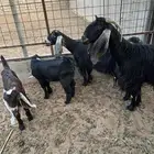 للبيع معزا مواليد
