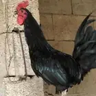 دجاج