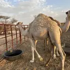 ابكار للبيع لبانيه