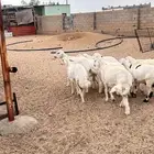 ذبائح حري للبيع