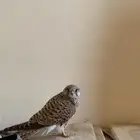 طير طرح اليوم