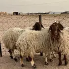 للبيع شياه طيبه