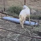 خروف