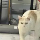 قطه للتبني