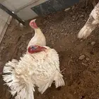 رومي و وز ودجاج بلدي