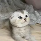 سكوتش فولد كيتن للبيع