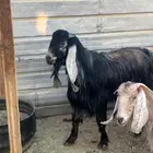 تيوس فحول شرط القريع