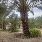 نخل صفري للبيع