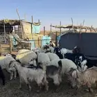 ذبايح