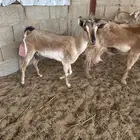 عنز تحتها تيس