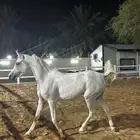 مهره شعبيه بكريه او حاضنه