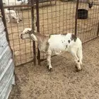 رخل سواكنيه