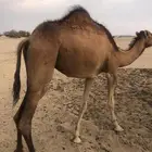 بكره لبنيه يعني لقيه ماشاء الله تبارك الله