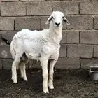 خروف نظيف ومن مراح طيب