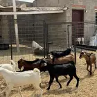 تيوس بلدي محايلي وبيشي