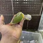 فروخ كنيور