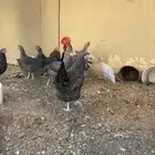 للبيع دجاج تركي