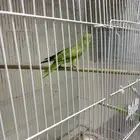 انثى درة منتجة سابقا