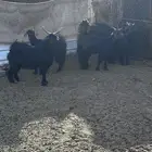 غنم بفحلها