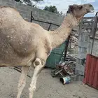 فحل ارك مشروط للبيع وخمس ابل