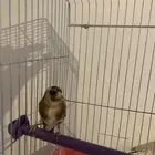 حسون سوري السعر 250