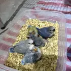 فروز روز مجانين غر