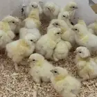 صيصان براهما وبيض براهما خوارج عملاق