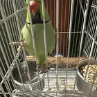 ببغاء الدرة