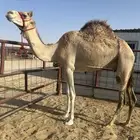 خفوت اميت