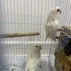 جوز روز البينو عيون حمر