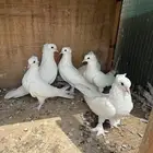 حمام تركي