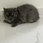 قط لتبني