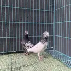 حمام باكستاني