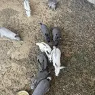 40 ارنب منتج