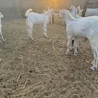 للبيع تيوس بيشية