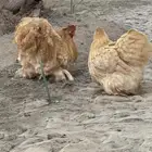 جوز كوشن فيومي اصفر