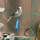 كناري