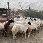 رخال رفيدي من 750
