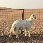 مشروع فحل نجدي للبيع