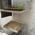 حضانه واقفاص