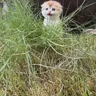 سكوتش تربل فولد للبيع
